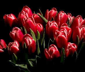 Tulipany, Czarne tło, Czerwone