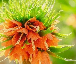 Pomarańczowy, Szachownica cesarska, Kwiat