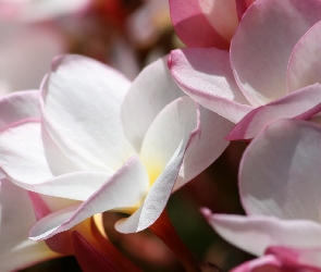 Różowo-białe, Zbliżenie, Plumerie, Kwiaty