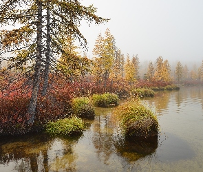 Drzewa, Jezioro Jack London, Jesień, Rosja, Trawa, Krzewy, Kołyma, Mgła