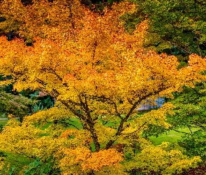 Jesień, Liście, Kolorowe, Drzewa, Las