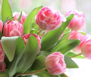 Bukiet, Tulipany, Kwiaty, Różowe