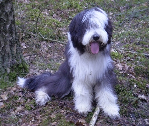 Bearded collie