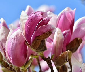 Różowe, Magnolie, Kwiaty