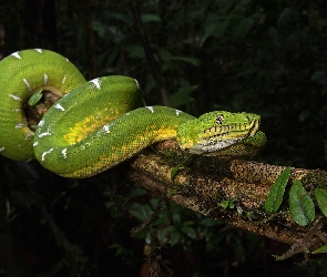 Zielony, Drzewo, Boa, Corallus batesii, Wąż