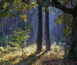 Drzewa, Liście, Mgła, Jesień, Las