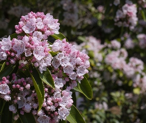 Kwiaty, Różowe, Kalmia szerokolistna, Krzew