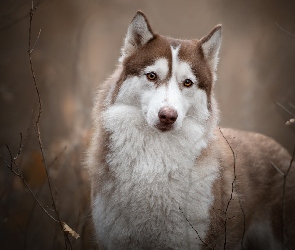 Brązowo-biały, Siberian husky, Pies