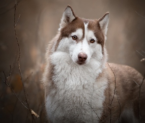 Pies, Siberian husky, Brązowo-biały