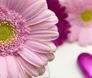 Serce, Rozmyte, Różowa, Gerbera