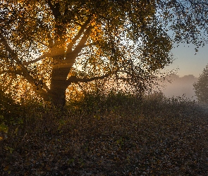 Liście, Poranek, Drzewo, Jesień, Przebijające światło, Mgła