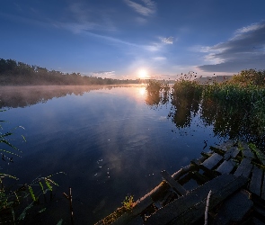 Drzewa, Wschód słońca, Jezioro, Szuwary