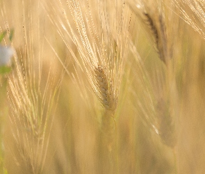 Zboże, Rozmycie, Kłosy