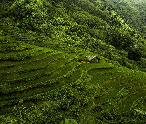 Pola, Wietnam, Góry, Tarasy ryżowe, Zielone