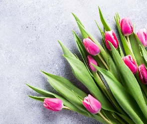 Tulipany, Jasne tło, Różowo-białe