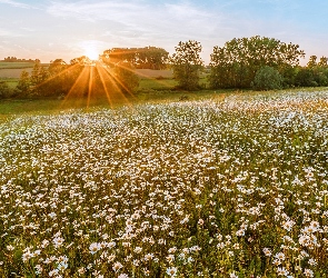 Drzewa, Promienie słońca, Margerytki, Kwiaty, Łąka