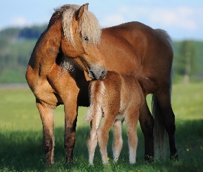 Konie, Źrebak, Klacz