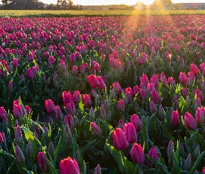 Promienie słońca, Plantacja, Pole, Tulipany