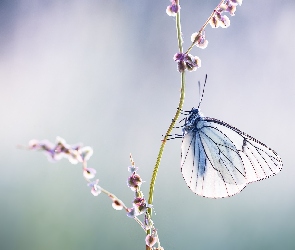 Niestrzęp głogowiec, Rozmycie, Motyl