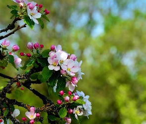 Drzewo owocowe, Jabłoń, Pąki, Różowe, Kwiaty, Gałązki