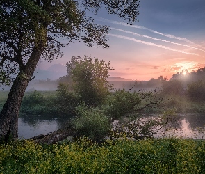 Poranek, Mgła, Wiosna, Drzewa, Obwód moskiewski, Wschód słońca, Rosja, Rzeka Istra