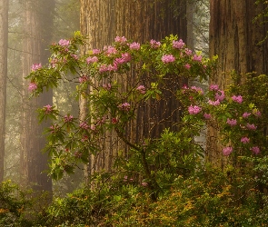 Stany Zjednoczone, Kalifornia, Różanecznik, Park Narodowy Redwood, Las, Drzewa