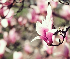 Magnolia, Różowo-biała, Gałązka, Kwiat