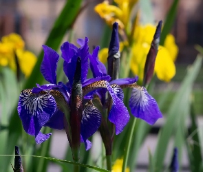 Kwiaty, Irysy, Ciemnoniebieskie