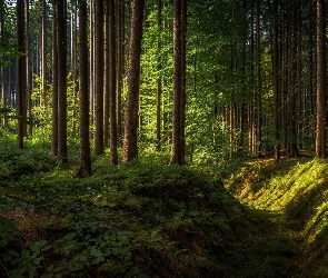 Las, Rów, Promienie słońca, Cień, Drzewa