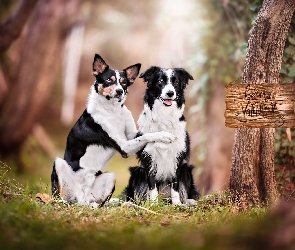 Border collie, Kundelek, Dwa, Psy