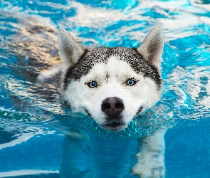 Siberian husky, Woda, Płynący