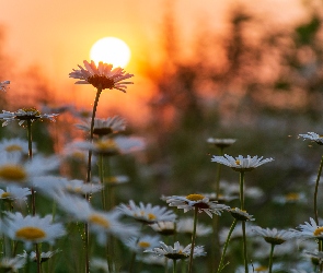 Kwiaty, Słońce, Margerytki