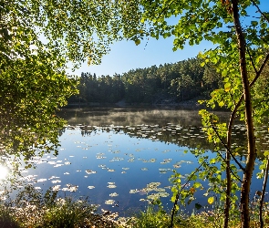 Drzewa, Dzień, Słoneczny, Las, Jezioro