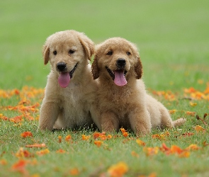 Szczeniaki, Liście, Łąka, Golden retriever, Dwa