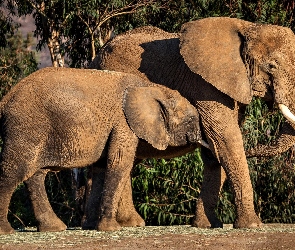 Słonie, Słoniątko, Dwa