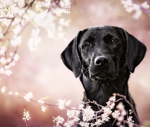 Pies, Gałązki, Okwiecone, Labrador retriever, Czarny