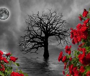 Księżyc, Drzewo, Grafika 2D, Kwiaty, Czerwone, Róże, Morze