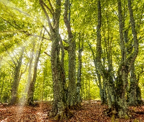 Drzewa, Przebijające światło, Zielony, Las