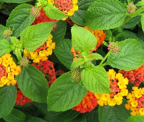 Lantana pospolita, Kwiaty