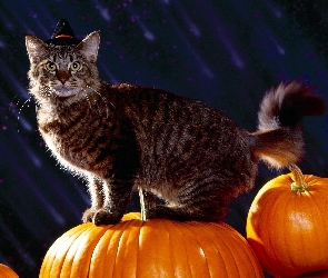 Kot, Halloween, Dynia