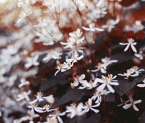 Drobne, Kwiaty, Białe