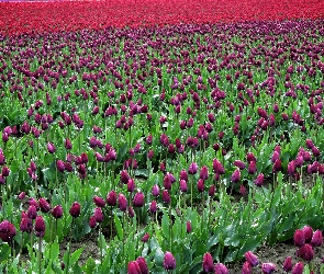 Kwiaty, Tulipanów, Pole