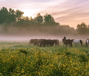 Konie, Mgła, Roślinność, Drzewa, Łąka