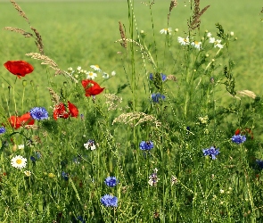 Trawy, Chabry, Łąka, Maki