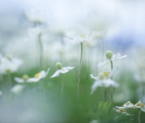 Białe, Kwiaty, Zawilce wielkokwiatowe