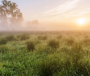 Łąka, Trawy, Wschód słońca, Mgła, Drzewa