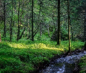 Las, Roślinność, Strumień, Kamienie, Drzewa