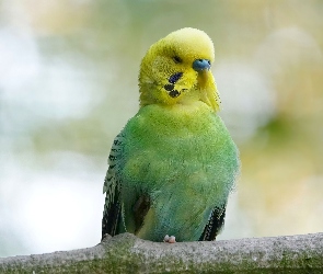 Papuga, Papużka falista, Zielono-żółta