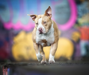 Pies, Amerykański pitbulterier, American Pit Bull terrier