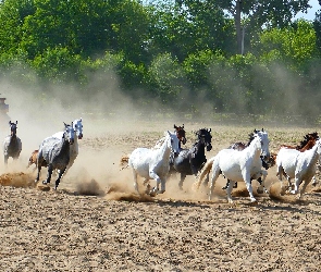 Galop, Piasek, Konie